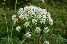 Attēlu rezultāti vaicājumam “Laserpitium latifolium”