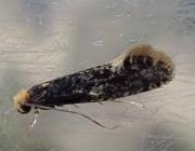 Attēlu rezultāti vaicājumam “Monopis weaverella”