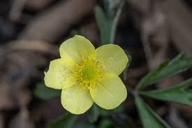 Attēlu rezultāti vaicājumam “Anemone x lipsiensis flower”