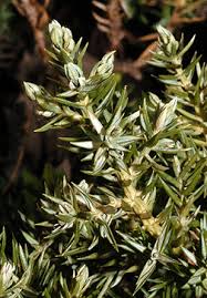 Attēlu rezultāti vaicājumam “Juniperus communis leaf”