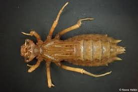 Attēlu rezultāti vaicājumam “Epitheca bimaculata”