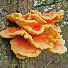 Attēlu rezultāti vaicājumam “Laetiporus sulphureus”