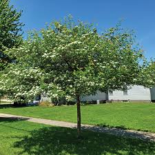 Attēlu rezultāti vaicājumam “Crataegus”