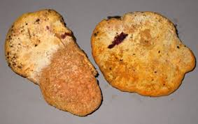 Attēlu rezultāti vaicājumam “Hapalopilus croceus”