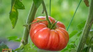 Afbeeldingsresultaat voor crnkovic yugoslavian tomato