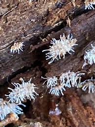 Attēlu rezultāti vaicājumam “Comatricha pulchella spores”