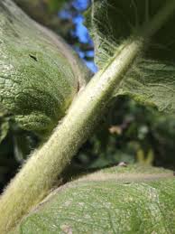Attēlu rezultāti vaicājumam “Verbascum densiflorum leaf”