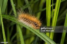 Attēlu rezultāti vaicājumam “Arctia caja larva”