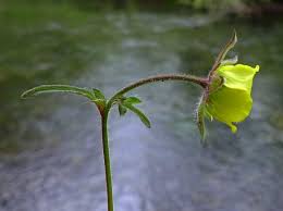 Attēlu rezultāti vaicājumam “Geum x intermedium flower”