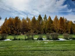 Attēlu rezultāti vaicājumam “Larix sibirica”