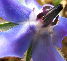 Image result for Borago officinalis