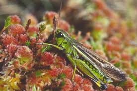 Attēlu rezultāti vaicājumam “Stethophyma grossum”