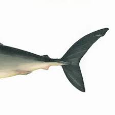 Image result for Lamna nasus