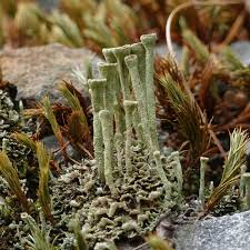 Attēlu rezultāti vaicājumam “Cladonia fimbriata”