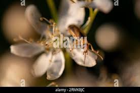 Attēlu rezultāti vaicājumam “Orsodacne cerasi”