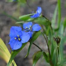 Attēlu rezultāti vaicājumam “Commelina coelestis flower”