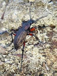 Attēlu rezultāti vaicājumam “Carabus granulatus”