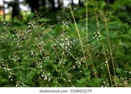 Attēlu rezultāti vaicājumam “Circaea lutetiana leaf”