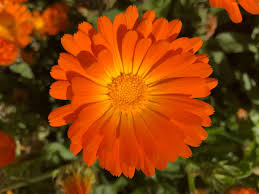 Attēlu rezultāti vaicājumam “Calendula officinalis flower”