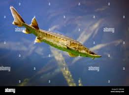 Image result for Acipenser oxyrinchus