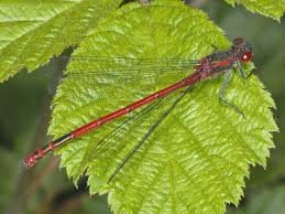 Attēlu rezultāti vaicājumam “Pyrrhosoma nymphula”