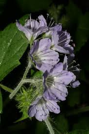 Attēlu rezultāti vaicājumam “Hydrophyllaceae”
