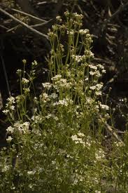 Attēlu rezultāti vaicājumam “Galium elongatum”