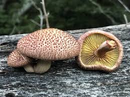 Attēlu rezultāti vaicājumam “Gymnopilus picreus”