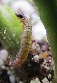 Attēlu rezultāti vaicājumam “Aphelia paleana larva”