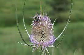 Image result for Dipsacus silvestris