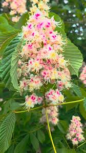 Attēlu rezultāti vaicājumam “Aesculus hippocastanum flower”