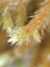 Attēlu rezultāti vaicājumam “Antitrichia curtipendula macro”