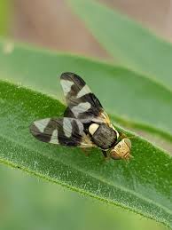 Attēlu rezultāti vaicājumam “Urophora jaceana”