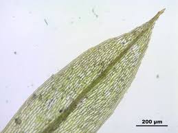 Attēlu rezultāti vaicājumam “Bryum rubens”