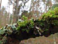 Attēlu rezultāti vaicājumam “Pylaisia polyantha”