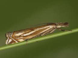 Attēlu rezultāti vaicājumam “Crambus pratella”