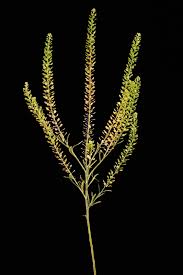Attēlu rezultāti vaicājumam “Lepidium densiflorum flower”