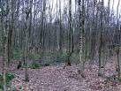 "Kidney Wood is an area of ancient semi-natural woodland on the southern - via Daymix