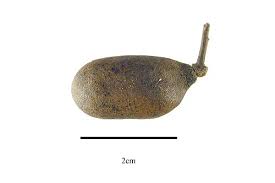 Attēlu rezultāti vaicājumam “Menispermum dauricum fruit”