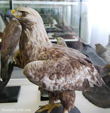 Attēlu rezultāti vaicājumam “Aquila chrysaetos”