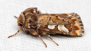 Attēlu rezultāti vaicājumam “Panolis flammea”