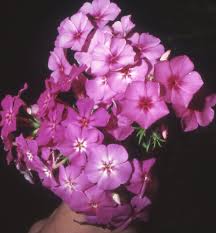 Image result for Phlox drummondii