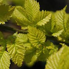 Attēlu rezultāti vaicājumam “Ulmus x hollandica”