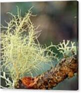 Attēlu rezultāti vaicājumam “Usnea subfloridana”