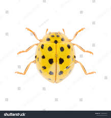 Attēlu rezultāti vaicājumam “Psyllobora vigintiduopunctata”