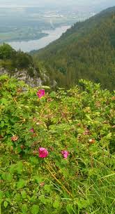 Image result for Rosengewächse