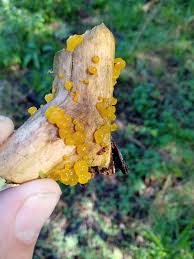 Attēlu rezultāti vaicājumam “Neocudoniella albiceps”