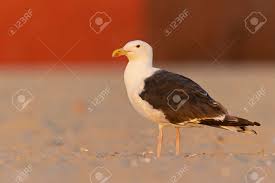 Attēlu rezultāti vaicājumam “Larus marinus”