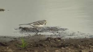 Attēlu rezultāti vaicājumam “Motacilla alba juvenile”