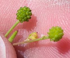 Attēlu rezultāti vaicājumam “Ranunculus flammula fruit”